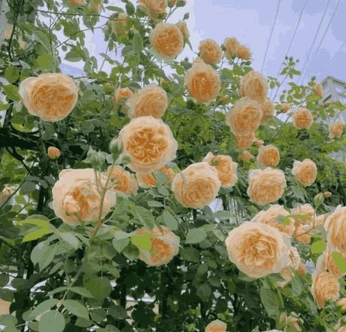 Elegant Climbing Rose Flower Seeds | 127 Orders In Last 24 Hrs