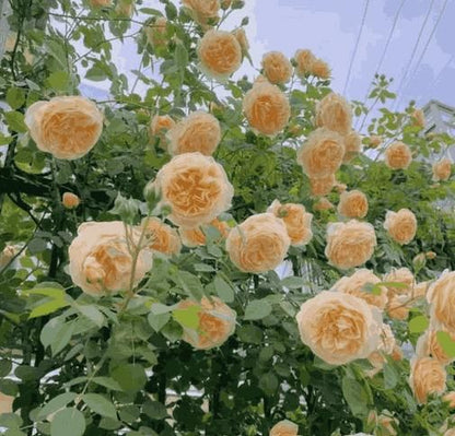 Elegant Climbing Rose Flower Seeds | 127 Orders In Last 24 Hrs