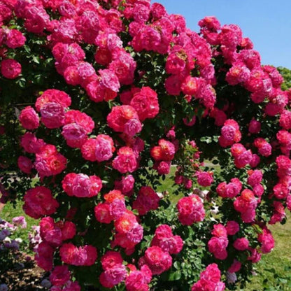 Elegant Climbing Rose Flower Seeds | 127 Orders In Last 24 Hrs